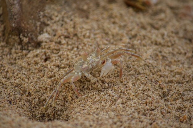 A small crab on the sand