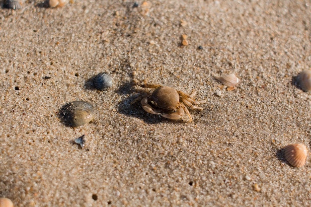 砂浜の小さなカニ