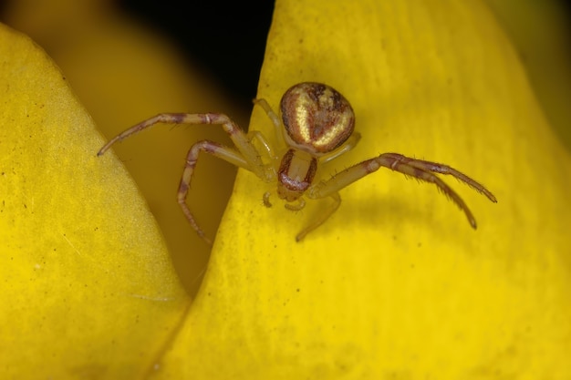 Small Crab Spider of the Family Thomisidae