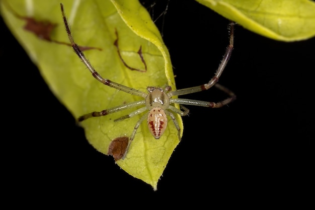 Малый крабовый паук семейства Thomisidae