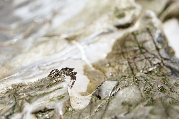 Foto piccolo granchio con artigli strisciando sulla pietra
