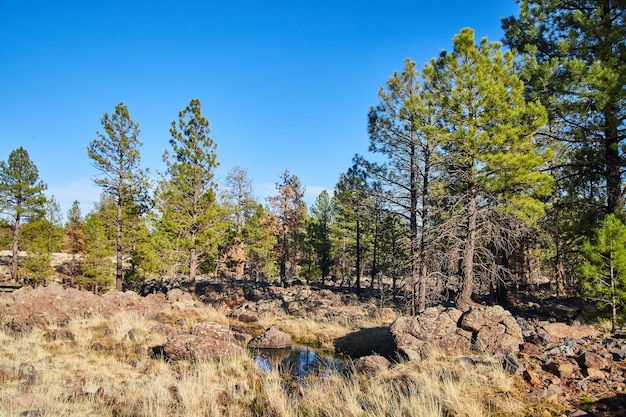 Small creek in desert with pine trees