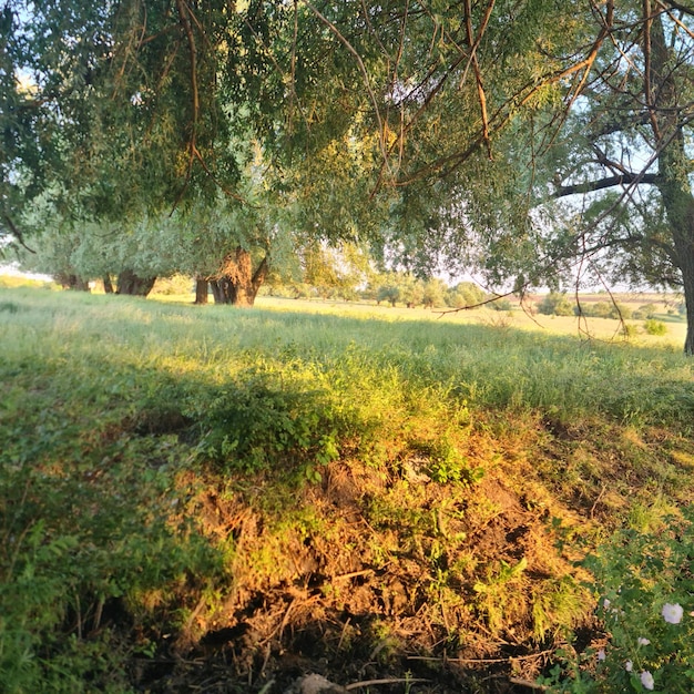 A small creek in a field with trees and grass