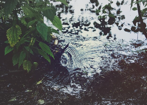 Photo small creek in the forest