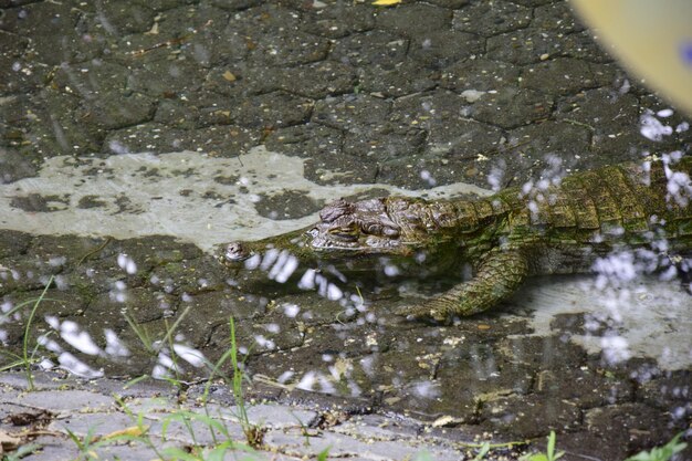 グアヤキルエクアドルの歴史公園の水中にいる小さなワニ