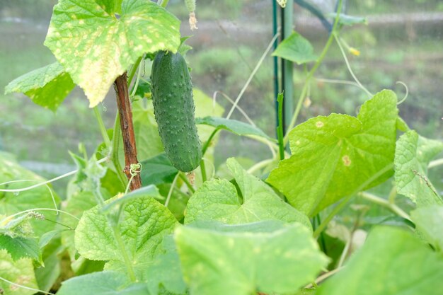 A small cucumber with a flower grows on a bush in a greenhouse