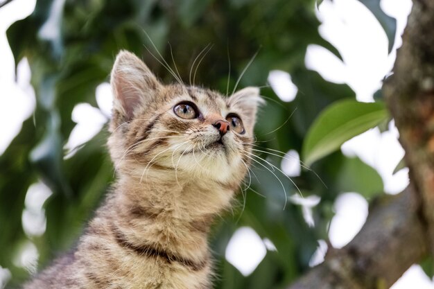 Small curious kitten on a background of tree leaves looking up