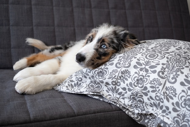 Small cute Australian shepherd blue merle puppy dog. Lying on sofa couch pillow. Different colours eyes. Pets care and friendly concept.