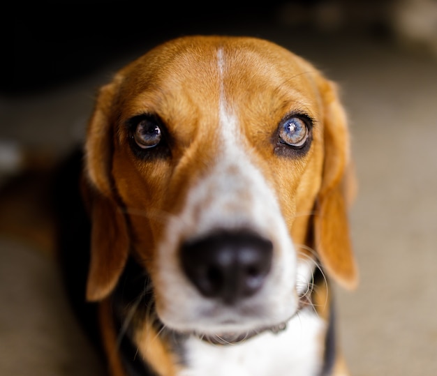 Small cute beagle puppy looking up