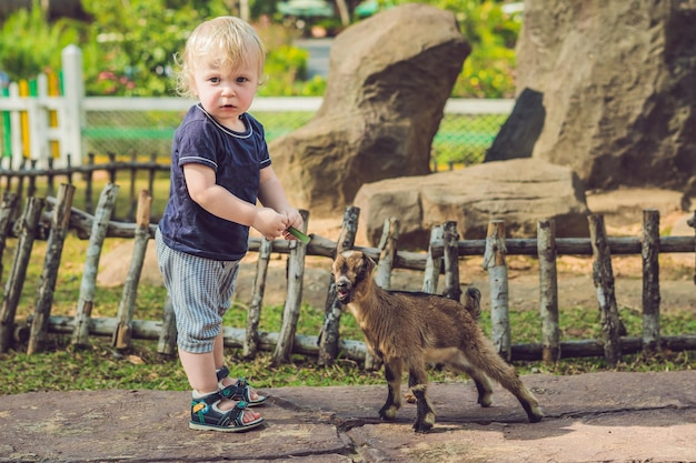 Small cute boy is feeding a small newborn goat