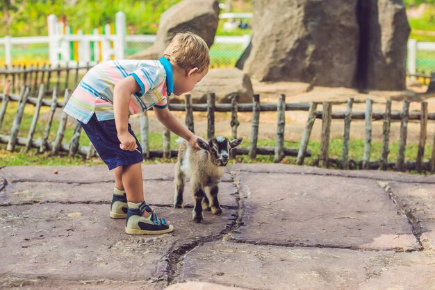 Small cute boy is feeding a small newborn goat