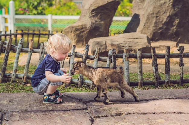 Small cute boy is feeding a small newborn goat