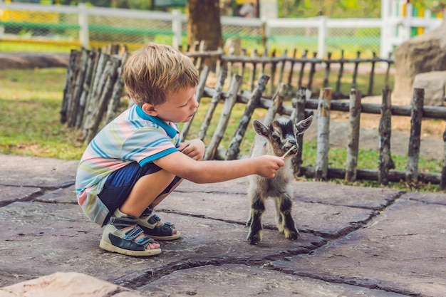 Small cute boy is feeding a small newborn goat