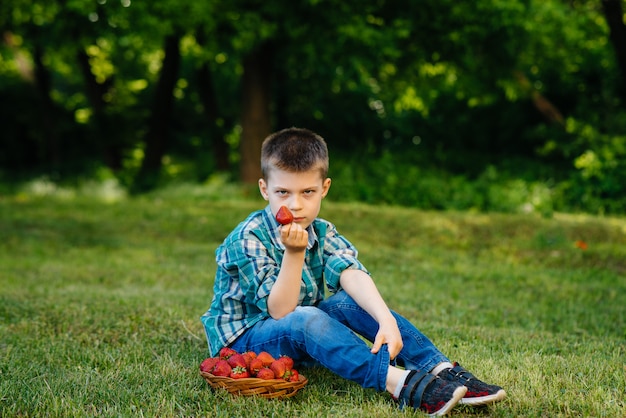 小さなかわいい男の子が、熟したおいしいイチゴの大きな箱に座っています。収穫。熟したイチゴ。自然でおいしいベリー。