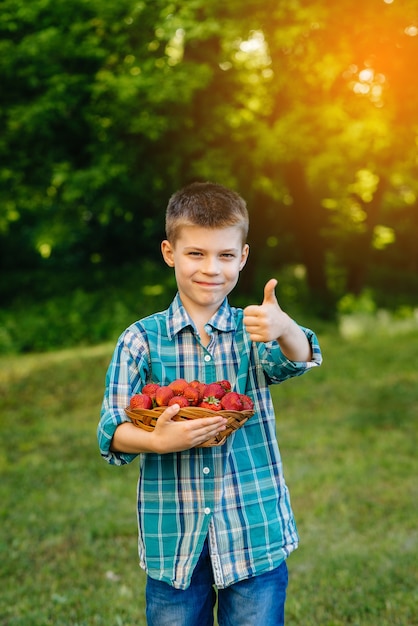 小さなかわいい男の子は、熟したおいしいイチゴの大きな箱を持って立っています。収穫。熟したイチゴ。ナチュラルで美味しいベリー。