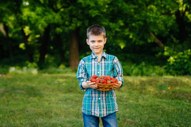 A small cute boy stands with a large box of ripe and delicious strawberries. Harvest. Ripe strawberries. Natural and delicious berry.