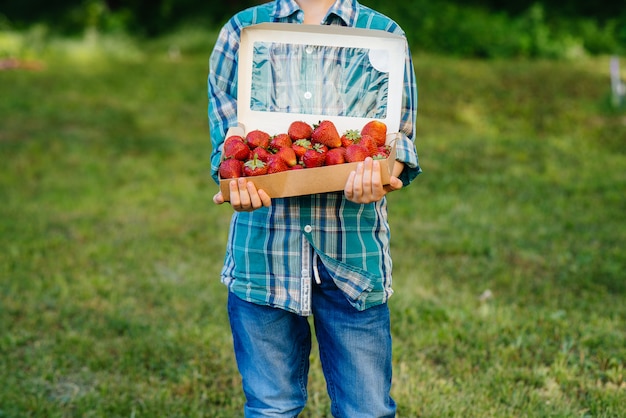 A small cute boy stands with a large box of ripe and delicious strawberries. Harvest. Ripe strawberries. Natural and delicious berry.