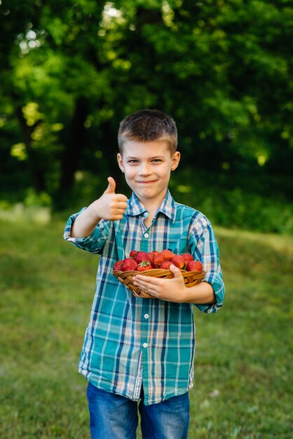 A small cute boy stands with a large box of ripe and delicious strawberries. Harvest. Ripe strawberries. Natural and delicious berry.