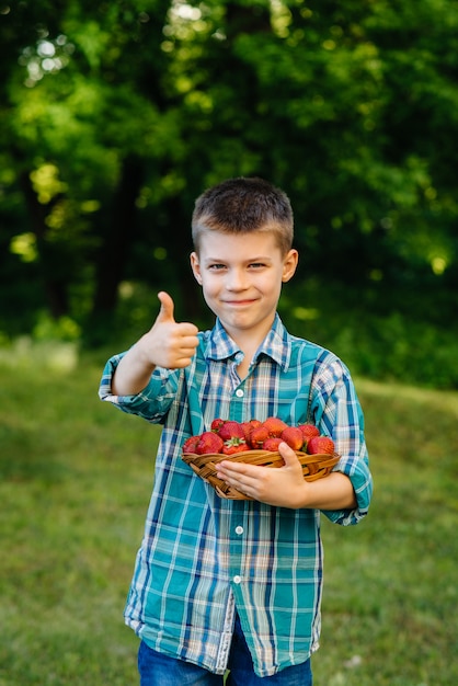 A small cute boy stands with a large box of ripe and delicious strawberries. Harvest. Ripe strawberries. Natural and delicious berry.