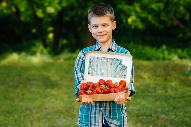 작고 귀여운 소년이 잘 익은 맛있는 딸기가 담긴 큰 상자를 들고 서 있습니다. 추수. 잘 익은 딸기. 자연스럽고 맛있는 베리.