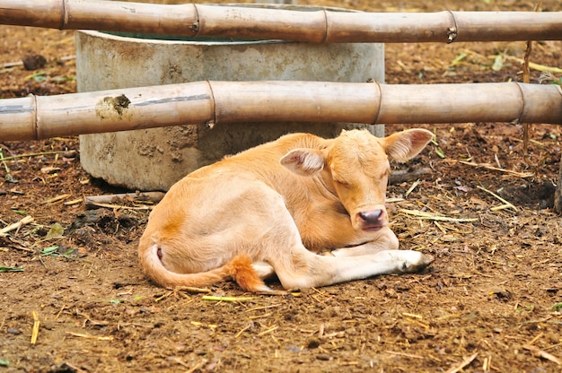 Photo small cute calf is sleeping in the farm