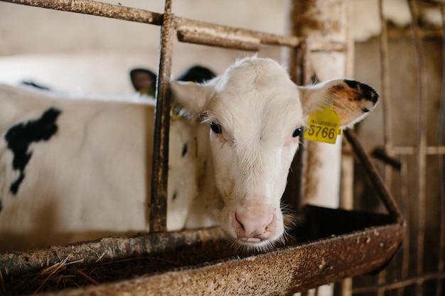 牛乳農場の小屋にいた可愛い小牛が特別なバランスのとれたを食べています