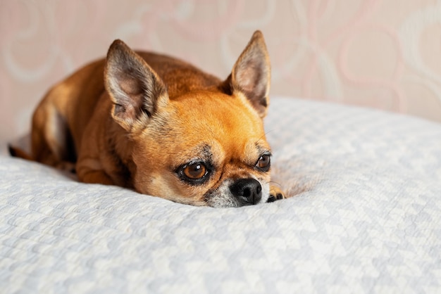 small cute chihuahua dog is lying down on a white blanket on a bed