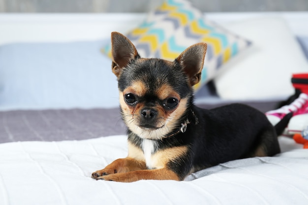 Piccolo cane carino sul letto, primo piano