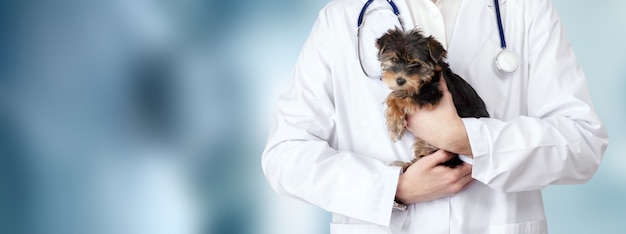 Photo small cute dog examined at the veterinary doctor, close-up