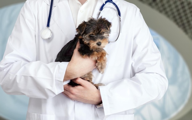 Piccolo cane sveglio esaminato dal medico veterinario, primo piano