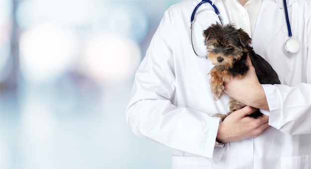 Photo small cute dog examined at the veterinary doctor, close-up