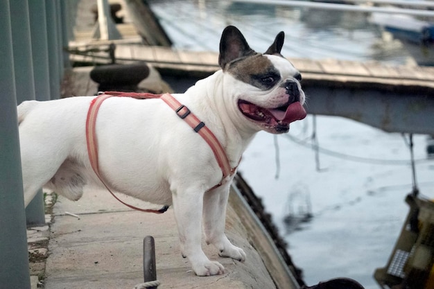 ひもにつないだ小さなかわいい犬