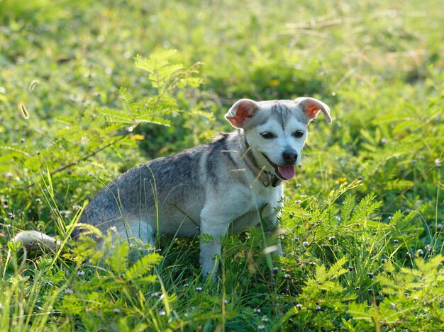 Small cute dog sitting in grass in summer evening.
