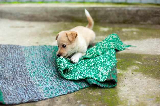 Small cute dog in the yard