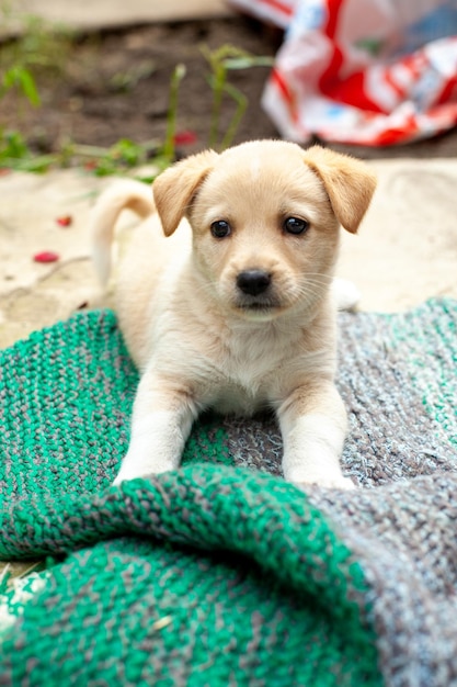 Small cute dog in the yard