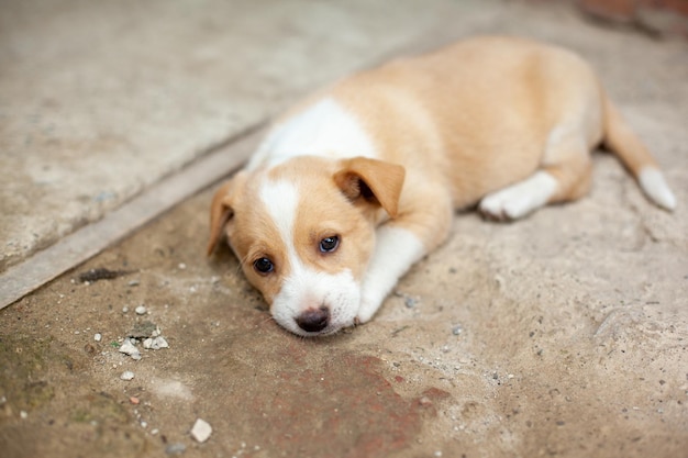 Photo small cute dog in the yard