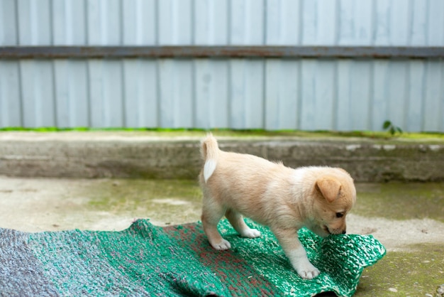 庭の小さなかわいい犬