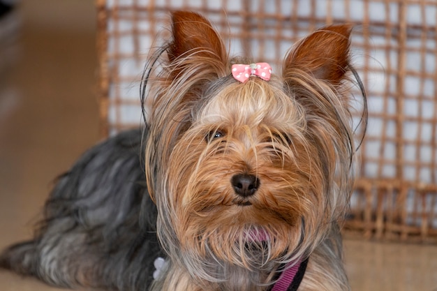 小さなかわいい犬