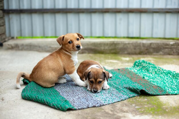 Small cute dogs in the yard