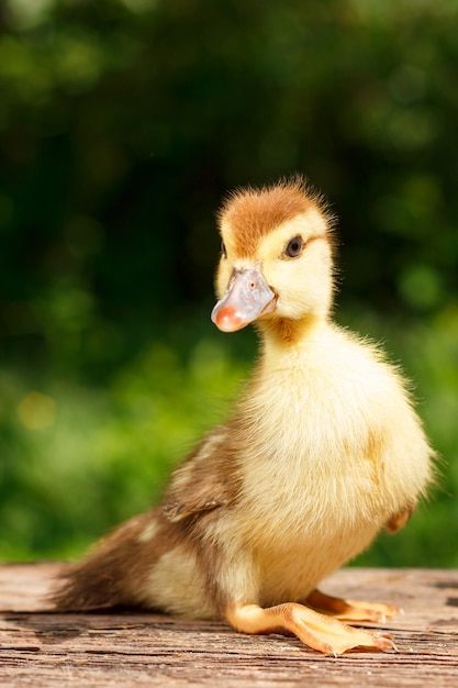 Small cute duckling on the background of green nature