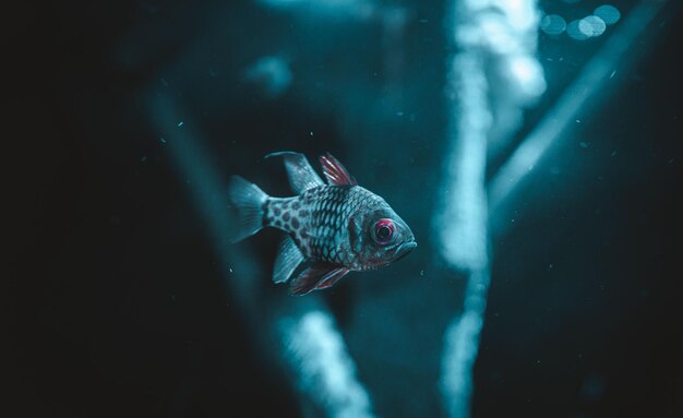 A small, cute fish in the aquarium with blue light