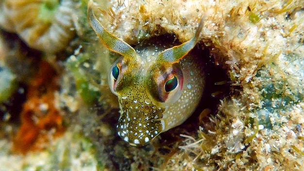 Small cute fish hides in hole. Red sea, Eilat, Israel.