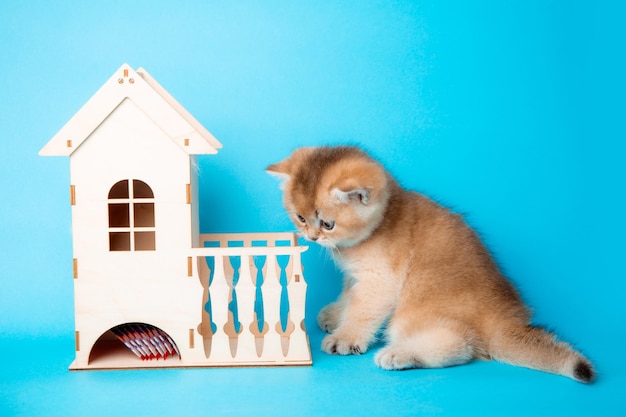 青色の背景に木の家を持つ小さなかわいいふわふわの赤い子猫快適さと不動産のコンセプト