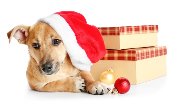 Small cute funny dog in Santa hat with boxes and Christmas toys, isolated on white