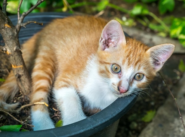 Small cute golden brown kitten lay curled up inside flowerpot in untidy outdoor backyard garden