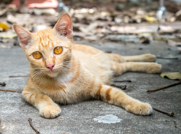 小さなかわいい黄金色の子猫は、自然光の下で屋外の裏庭のコンクリートの床に座っています