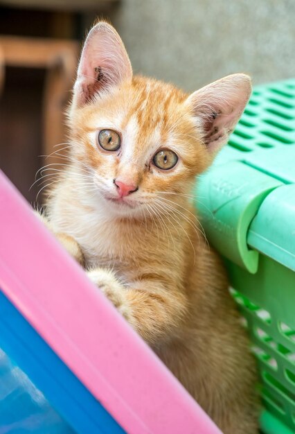 Small cute golden brown kitten stand beside green basket in outdoor backyard under natural light