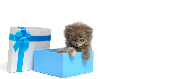 Small and cute gray kitten climbs out of an open gift box with blue bow