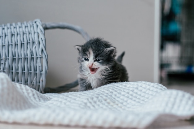 木の床の上を注意深く歩いている小さなかわいい灰色と白の子猫。自宅のペット