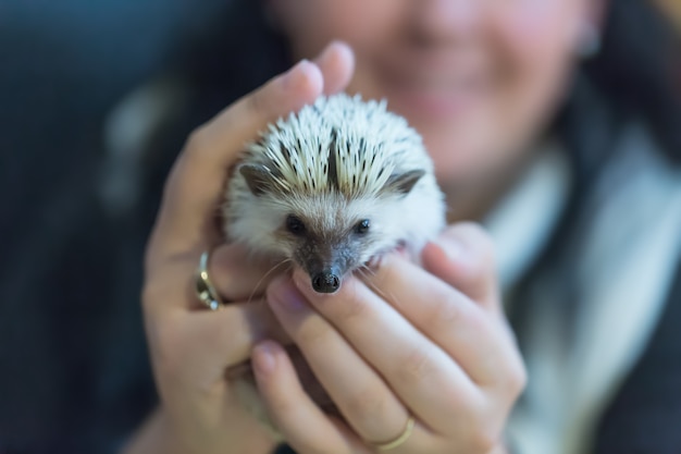 女性の手で小さなかわいいハリネズミ。